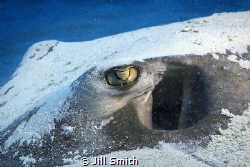 This Southern stingray had just settled in the sand.  I t... by Jill Smith 